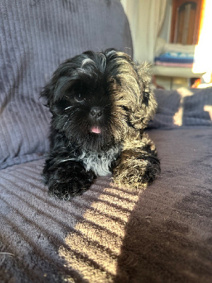 des Ours Tibétains - Shih Tzu - Portée née le 19/12/2022