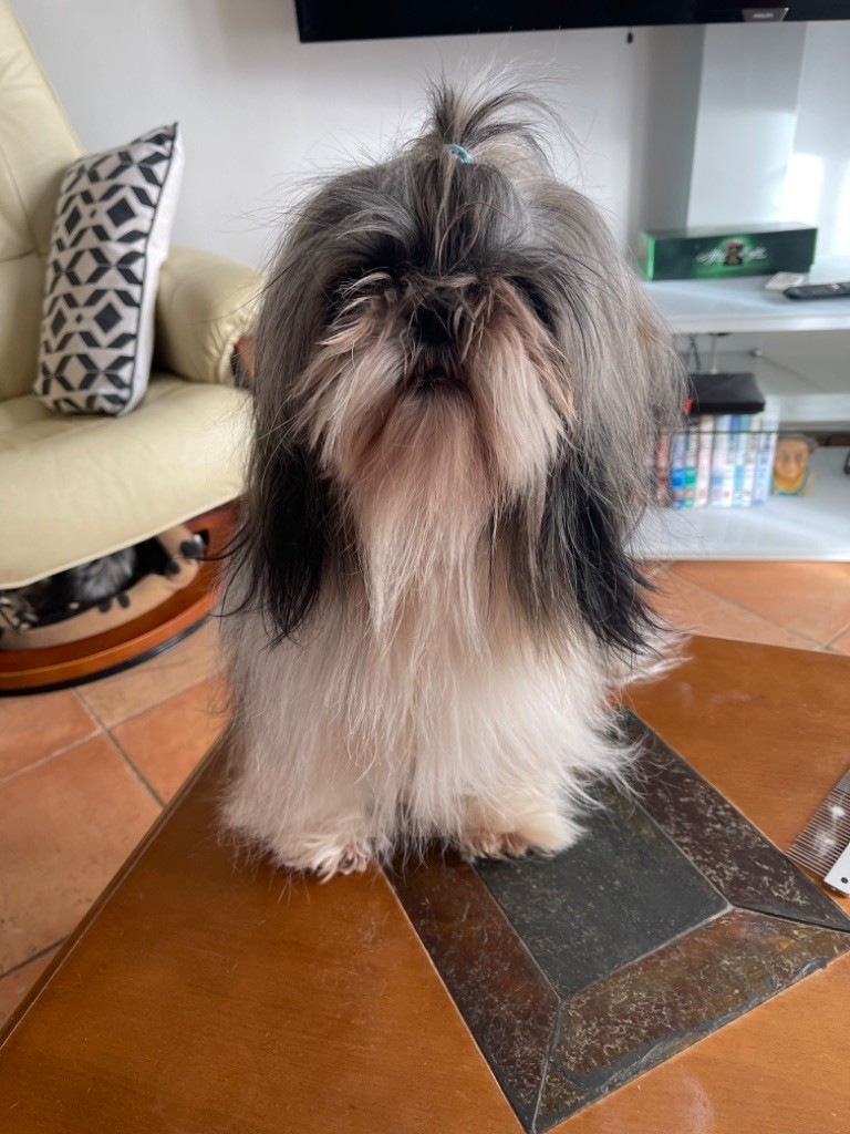 Ryhoko De L'Elite Royal Dog