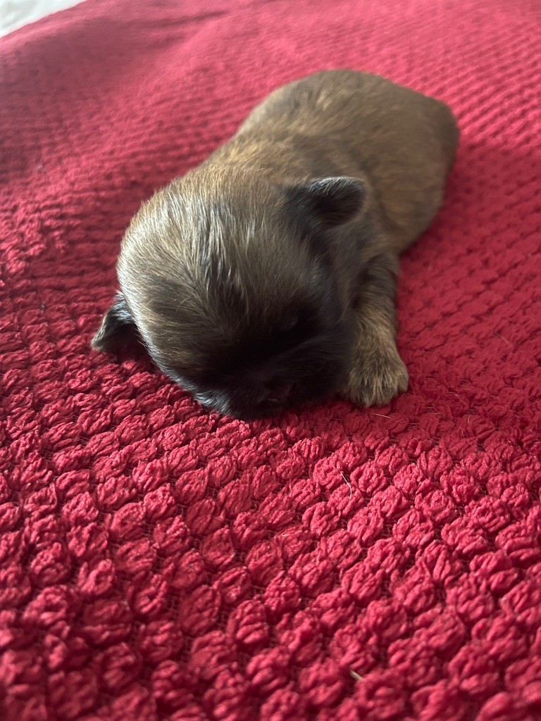 des Ours Tibétains - Chiots disponibles - Shih Tzu