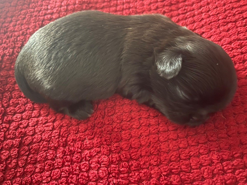 des Ours Tibétains - Chiots disponibles - Shih Tzu