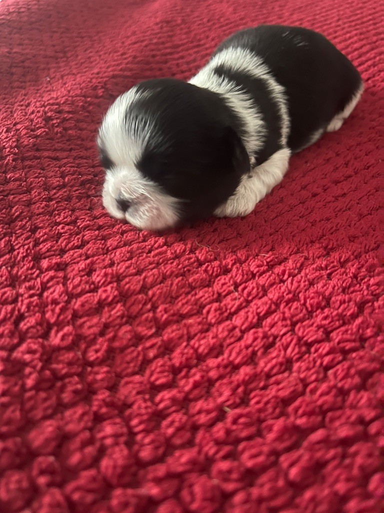 des Ours Tibétains - Chiots disponibles - Shih Tzu