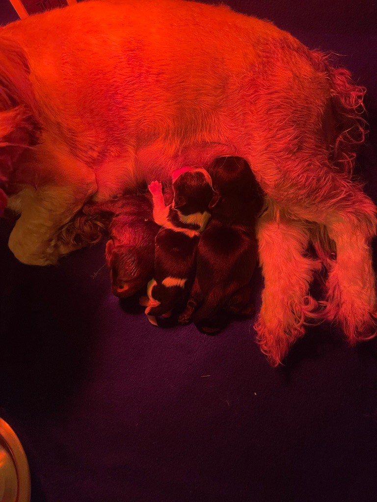 Chiot Shih Tzu des Ours Tibétains